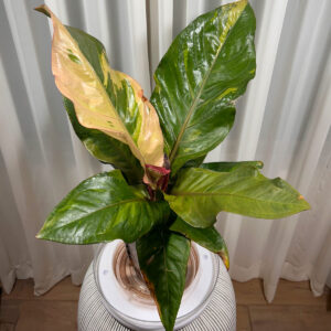 Anthurium Choksamrit