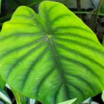 ALOCASIA