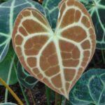 ANTHURIUM