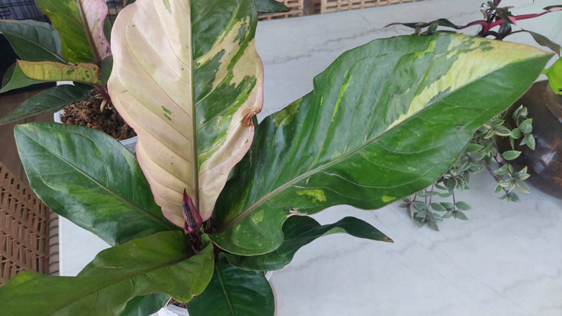 VARIEGATED PLANTS - ANTHURIUM