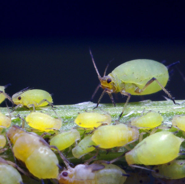 APHIDS