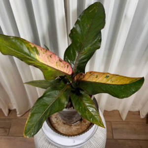 Anthurium-Choksamrit---Serial-#c4eb42ba-8