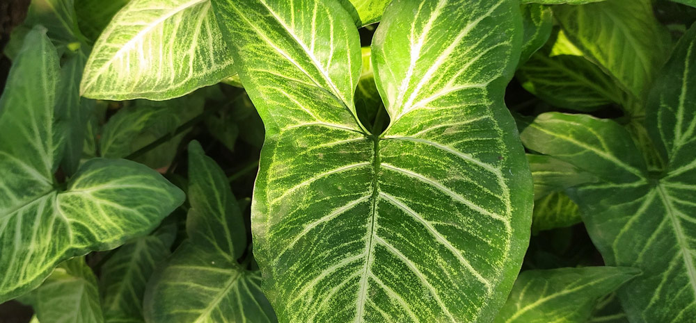 CARE-FOR-ALOCASIA-PLANTS