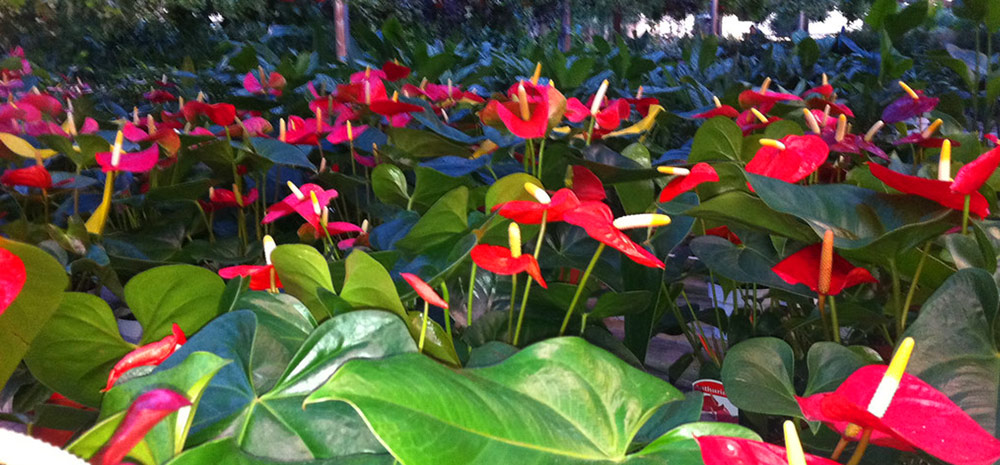 CARE-FOR-ANTHURIUM-PLANTS