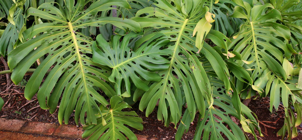 HOW-TO-CARE-FOR-MONSTERA-PLANTS