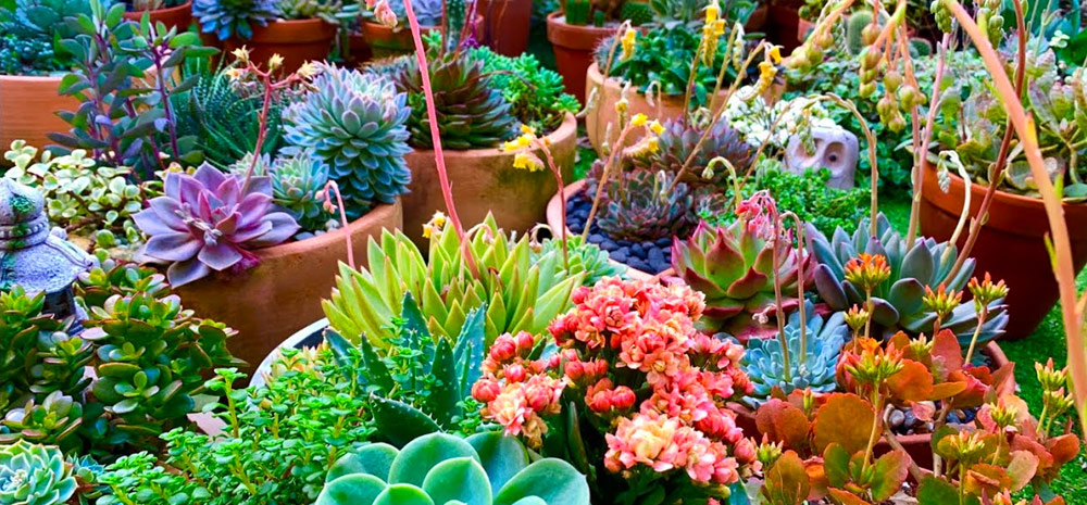 HOW-TO-CARE-FOR-SUCCULENTS