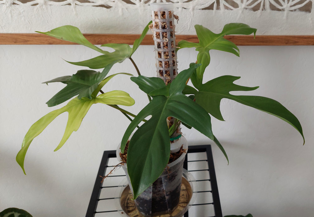 LUSH-AND-LIVELY-PHILODENDRON-PLANT