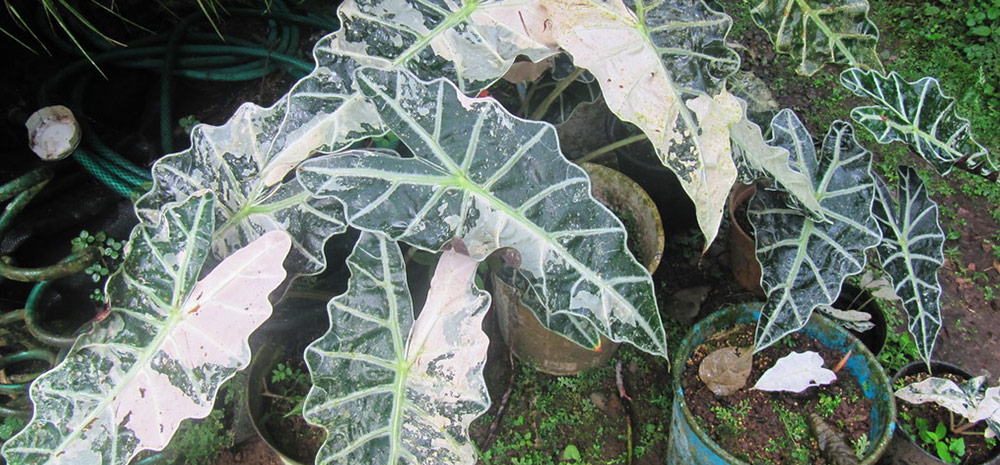 MASTERING-ALOCASIA-PLANTS