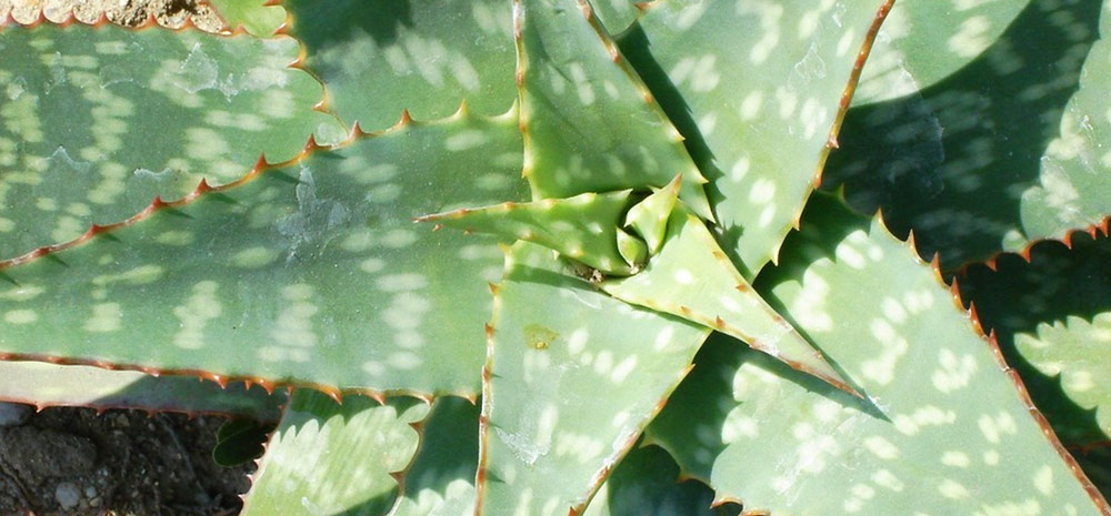 MASTERING-SUCCULENT-PLANT-CARE