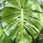 MONSTERA