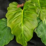 PHILODENDRON