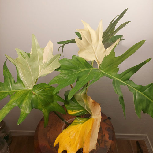 PHILODENDRON-DRAGON-ALBO