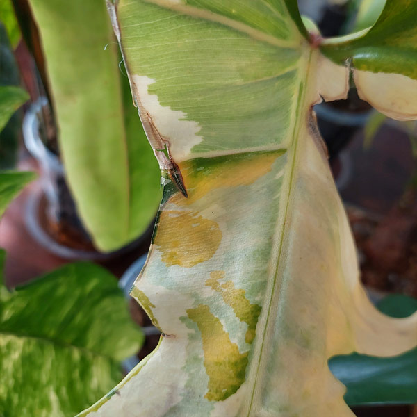 PHILODENDRON-WITH-DAMAGE