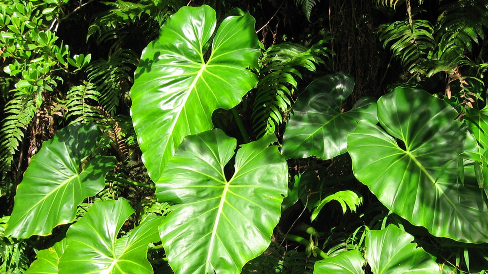 Philodendron-Care