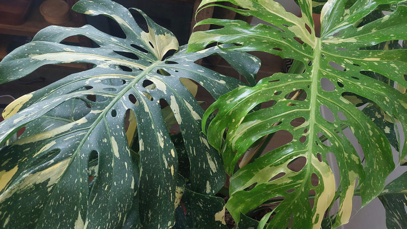 RARE-VARIEGATED-PLANTS---Monstera-Thai-Constellation