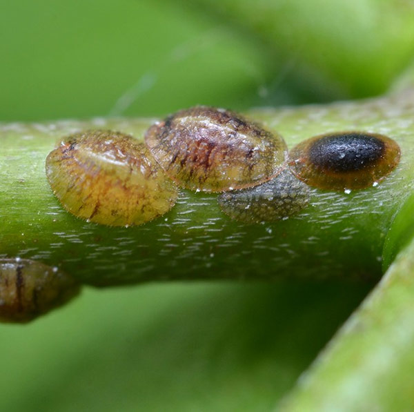 SCALE INSECTS