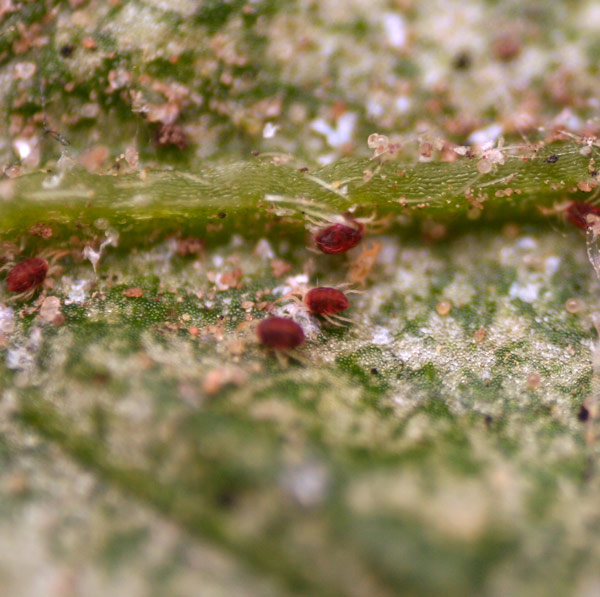 SPIDER MITES