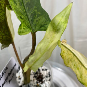 Variegated-Alocasia-Lauterbachiana-Mint---249af096-6