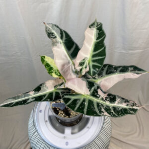 Variegated-Alocasia-Pink-Bambino----58b5266e-5