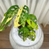 Variegated-Monstera-Adansonii-Aurea---167d634f-2