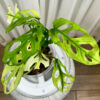 Variegated-Monstera-Adansonii-Mint---695fea63-1