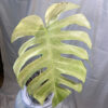 Variegated-Monstera-Mint---db56d95a-2