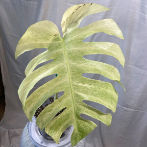 Variegated-Monstera-Mint---db56d95a-2