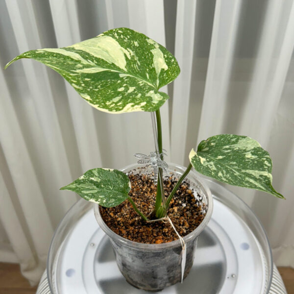 Variegated-Monstera-Thai-Constellation---019844bb-2