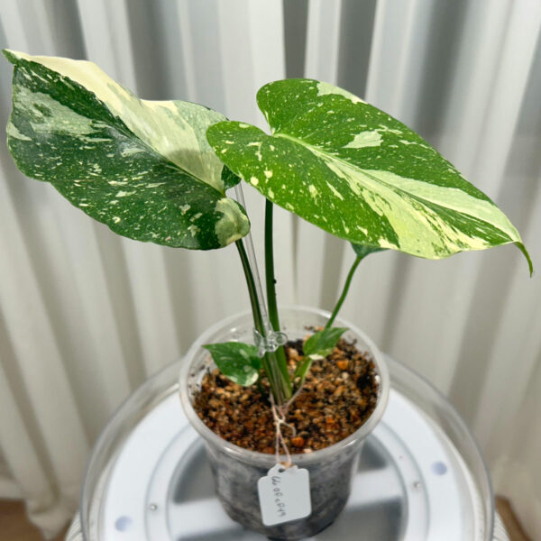 Variegated-Monstera-Thai-Constellation---660fef49-1