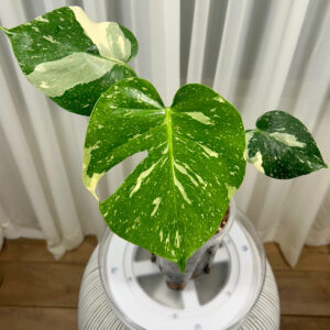 Variegated-Monstera-Thai-Constellation---7ee84a41-2