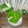 Variegated-Monstera-Thai-Constellation---7ee84a41-3