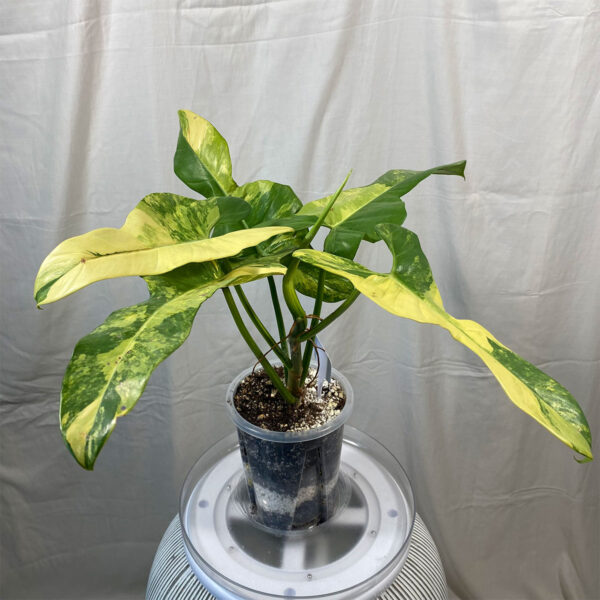 Variegated-Philodendron-Bipennifolium----a555d488-5