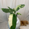 Variegated-Philodendron--Epipremnum-Giganteum-Albo----a934e110-4