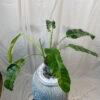 Variegated-Philodendron-Epipremnum-Giganteum-Marble---7ebf63f7-3