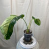 Variegated-Philodendron-Epipremnum-Giganteum-Marble---Serial-#1bc9d569-2