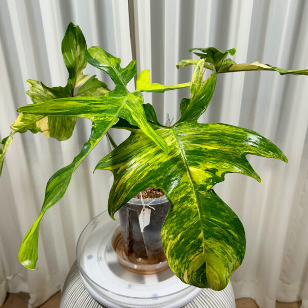 Variegated-Philodendron-Florida-Beauty---02afd726-1