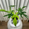 Variegated-Philodendron-Florida-Ghost---ae085c7cVariegated-Philodendron-Florida-Ghost---ae085c7c-4