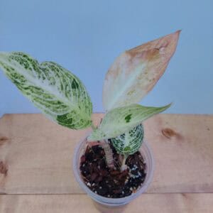 Aglaonema White Widuri