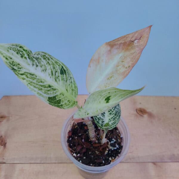 Aglaonema White Widuri