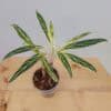 Aglaonema White Bamboo