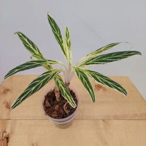 Aglaonema White Bamboo