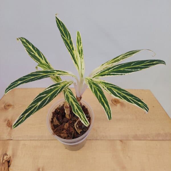 Aglaonema White Bamboo