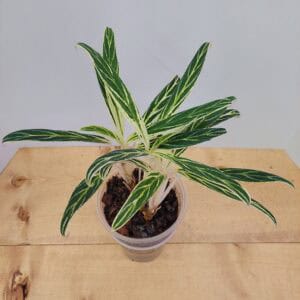 Aglaonema White Bamboo
