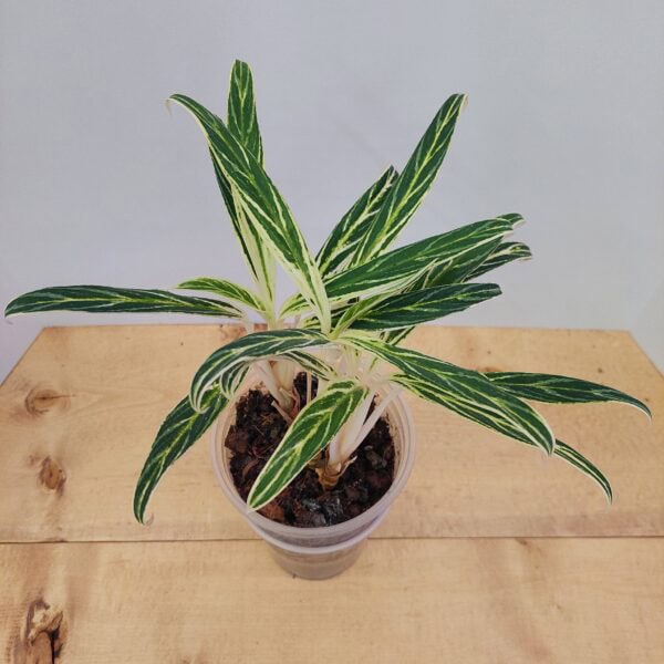 Aglaonema White Bamboo