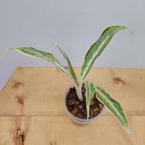 Aglaonema Rare White