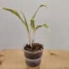 Aglaonema Rare White