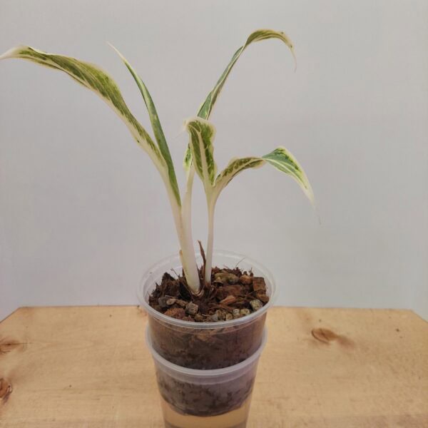 Aglaonema Rare White