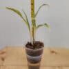 Aglaonema Rare White