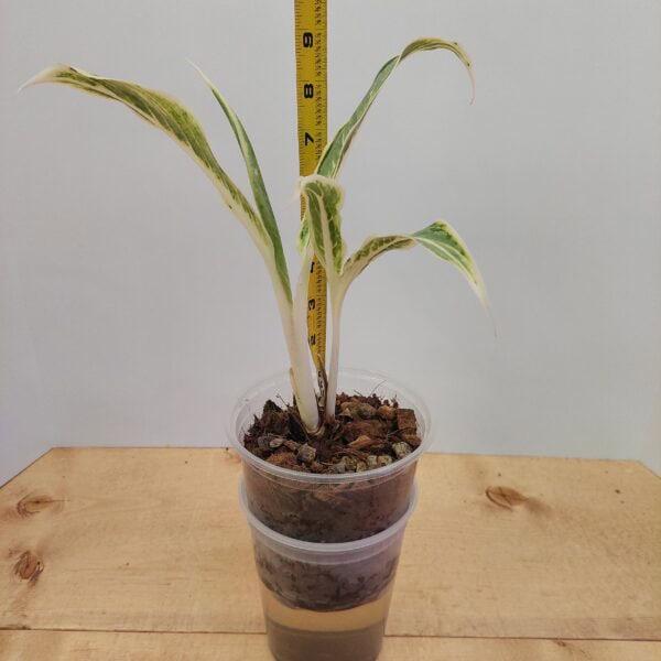 Aglaonema Rare White