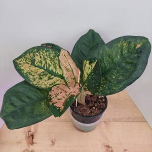Aglaonema Starbucks